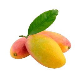 Large Fresh Mango