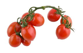 Red Cherry Tomato