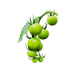 Green Cherry Tomato