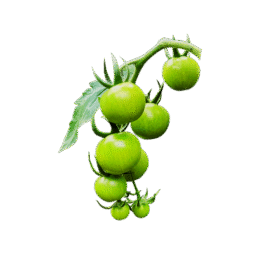 Green Cherry Tomato
