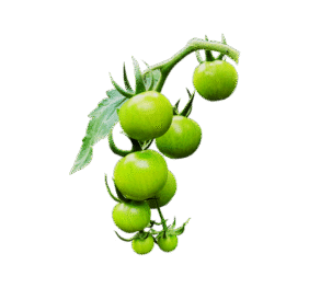 Green Cherry Tomato