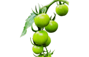 Green Cherry Tomato