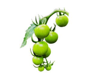 Green Cherry Tomato