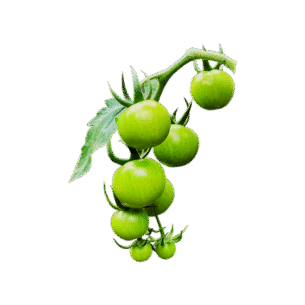Green Cherry Tomato