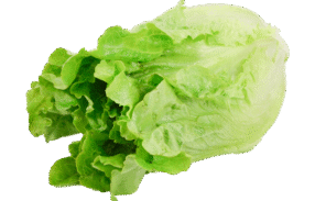 Green Ve Cabbage