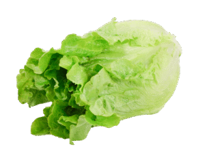 Green Ve Cabbage
