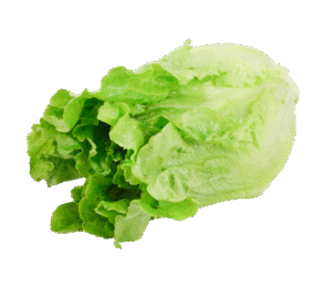 Green Ve Cabbage