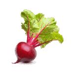 Vegan Fresh Radish