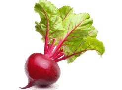 Vegan Fresh Radish